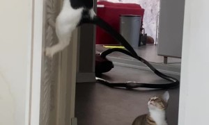 Smart Cat Opens the Door Like a Human