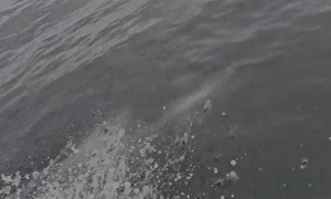 Dolphin Accompanies Fishing Boat