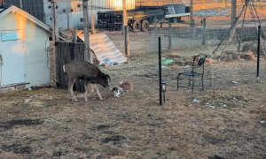 A Real-Life Bambi and Thumper Moment