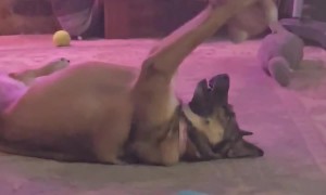 "Big and Scary" German Shepherd Loves Her Toy