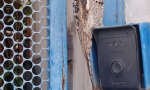 Potoo Bird Meditates On Residential Entrance Gate
