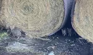 Fox Family Plays In Hay Bales