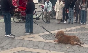 Lazy Dog Refuses to Leave Columbus Circle in NYC