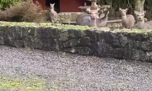 Multiplying Deer