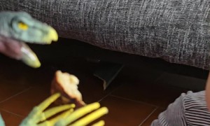 Toddler Only Eats With Dinosaur Toy