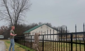 Man Saves a Deer With Its Leg Impaled on Fence