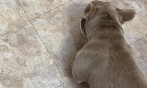 Frenchie's Face Full Of Yogurt