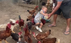 Little Boy Feeds Rowdy Chickens