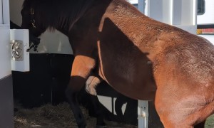 Horse Tiptoes Out of Trailer
