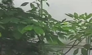 Mission Impossible Monkey