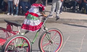 Dog in a Dress Rides a Bike