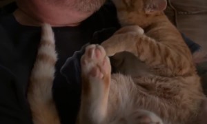 Cute Orange Cat Grooms Owner
