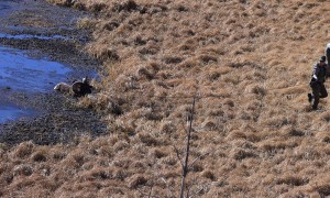Park Rangers Rescue Ram Stuck in Mud