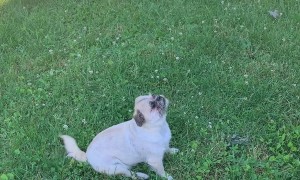 Backyard Gremlin Has Beef With the Hose