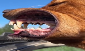 Dude's Toothy Grin Out The Car Sunroof