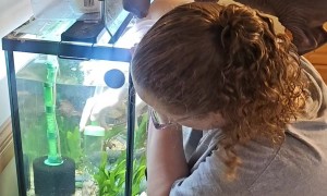 Sphynx Kitten Supervising Fish Tank Cleaning