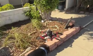 Can’t Trust These Halloween Decorations!