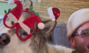 Festive Malamute Nails His Christmas Solo