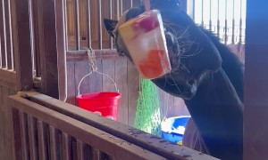 Kids Horse Make Frozen Fruit Cup for Horse