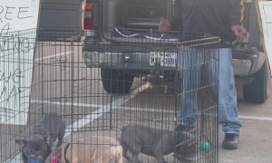 Free Frenchie Gets New Home