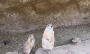 Prairie Dog Jailbreak