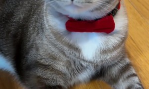 Distinguished Cat Wears a Bow Tie