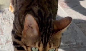 Bengal Cat Catches a Snake