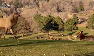 Golf Course Gets Shut Down When Elk Pass Through