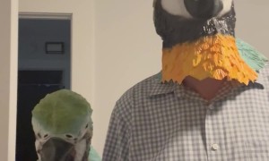 When Pets Look Like Their Owners