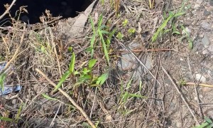 Construction Workers Use an Excavator to Rescue Deer