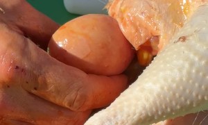 Feral Farm Kids Help Process Chickens
