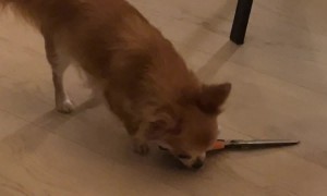 Chihuahua Up to No Good With Scissors