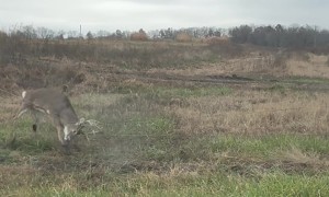 Man Rescues Deer Tangled in Fence