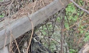 Alaskan Black Bear Makes a Statement