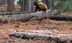 There Can Only Be One Bear on the Tree