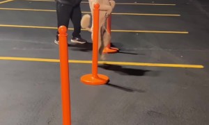 Pappy the Poodle Training for the World Record