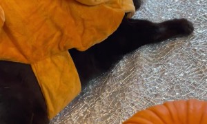 Black Cat Dressed Up As Thanksgiving Turkey