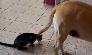 Pets Line Up For Drinks Of Water