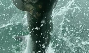 Tarpon Lunges Out of the Water Toward Man’s Hand
