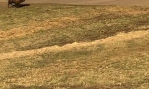 Bison Bouncing With Joy