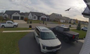 Bald Eagle Delivers Bunny