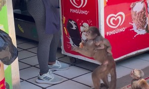 Sharing Ice Cream With Local Monkeys
