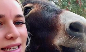 Bottle-Fed Farm Animals Grew Up Clingy