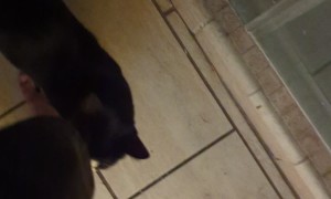 Found My Cat Peeing in the Toilet