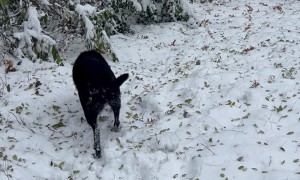 Pup Scoots Butt Down Snowy Hill