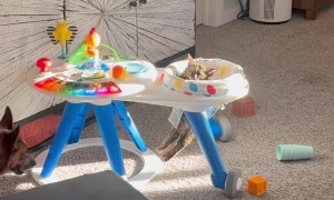 Cat Chilling In A Sunny Chair