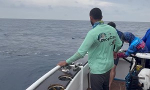 Close Call With a Blue Marlin Nearly Jumping in the Boat