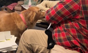 Tater Tot the Golden Retriever Helps With Christmas Card Prep