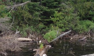 Fishing With a Bald Eagle