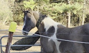Horse Caught in Net Waits Patiently for Help
